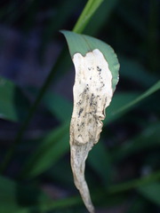 Agromyza albipennis