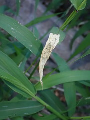 Agromyza albipennis