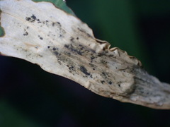 Agromyza albipennis