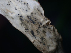 Agromyza albipennis