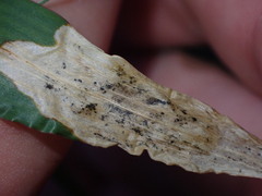 Agromyza albipennis