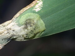 Agromyza albipennis