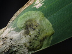 Agromyza albipennis
