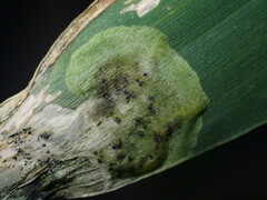 Agromyza albipennis