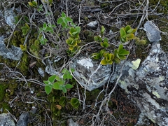 Hoya australis australis