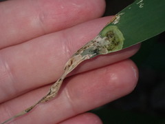 Agromyza albipennis