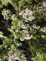Thryptomene saxicola