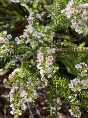 Thryptomene saxicola