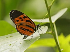 Heliconius hecale felix