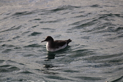 Puffinus gavia