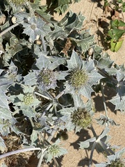 Eryngium maritimum