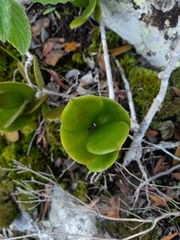 Hoya australis australis