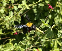 Xylocopa pubescens