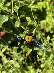 Xylocopa pubescens