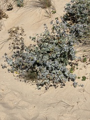 Eryngium maritimum