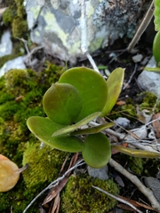 Hoya australis australis