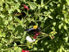 Xylocopa pubescens