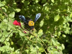 Xylocopa pubescens
