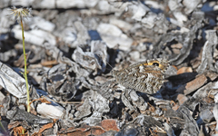 Hipparchia aristaeus