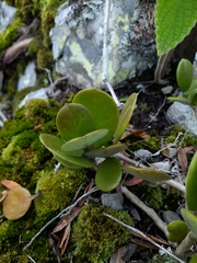Hoya australis australis