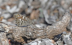 Hipparchia aristaeus