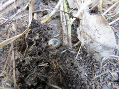 Zonitidae