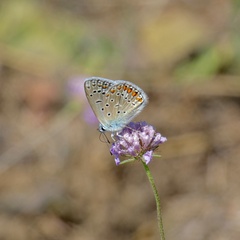 Polyommatus icarus