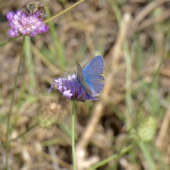 Polyommatus icarus