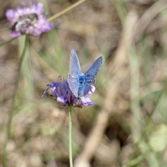 Polyommatus icarus