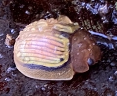 Paropsisterna basalis