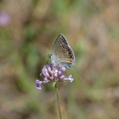 Polyommatus icarus