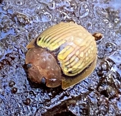 Paropsisterna basalis
