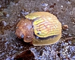 Paropsisterna basalis