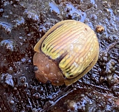 Paropsisterna basalis