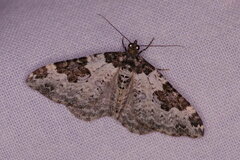 Xanthorhoe fluctuata