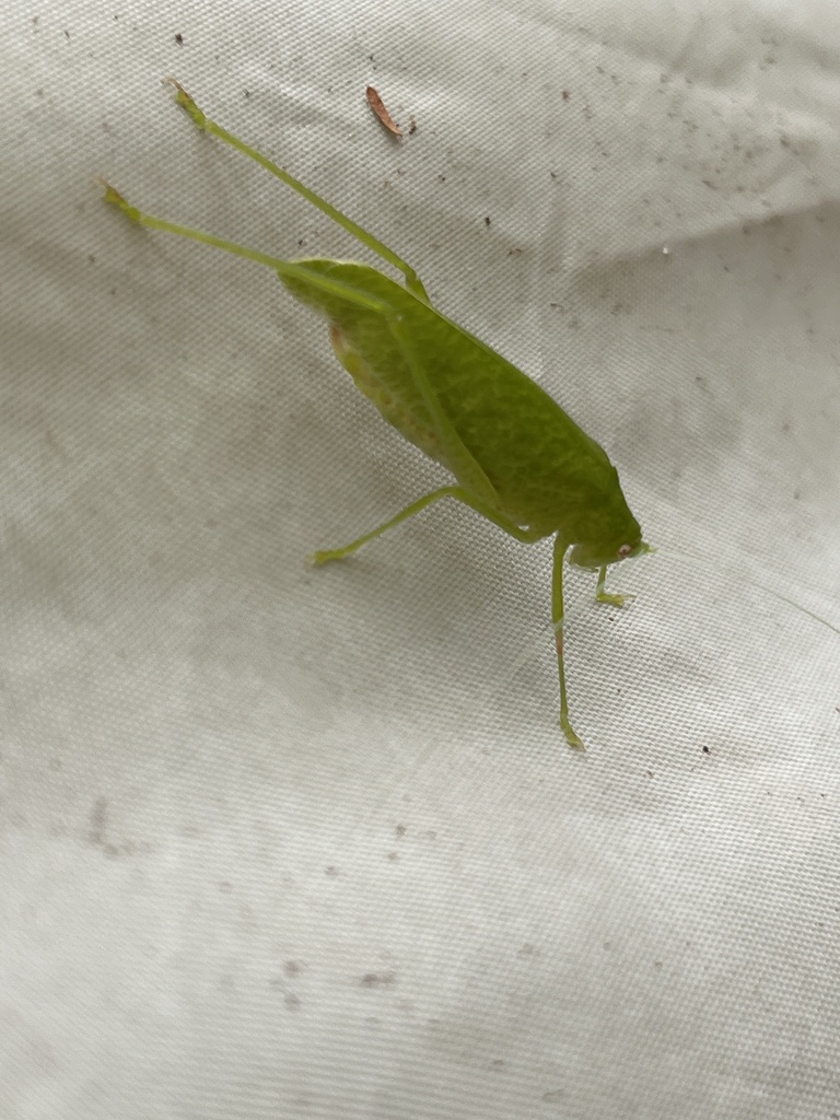 Melidia laminata