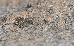 Hipparchia aristaeus