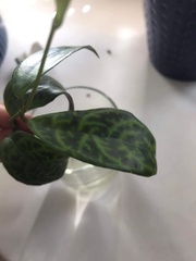 Aeschynanthus longicaulis