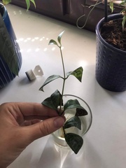 Aeschynanthus longicaulis