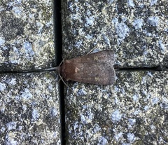 Xestia xanthographa