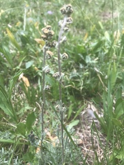 Artemisia scopulorum