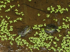 Pelophylax porosus porosus