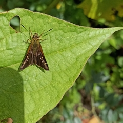 Sovia separata
