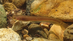 Pterocryptis anomala