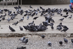 Columba livia domestica
