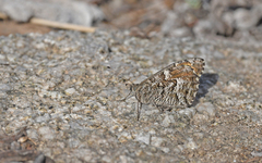 Hipparchia aristaeus