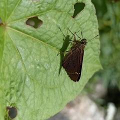 Sovia separata