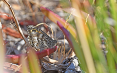 Hipparchia aristaeus