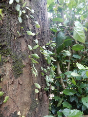 Lemmaphyllum microphyllum