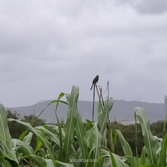 Prinia socialis
